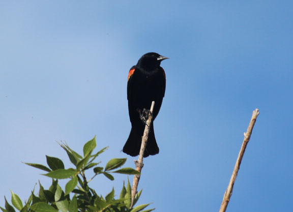 Red Winged Blackbird