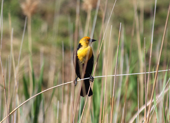 Yellow Headed Blackbird